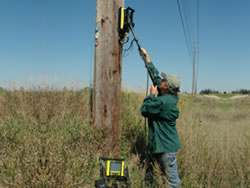 Forestry-Wooden-poles-trees