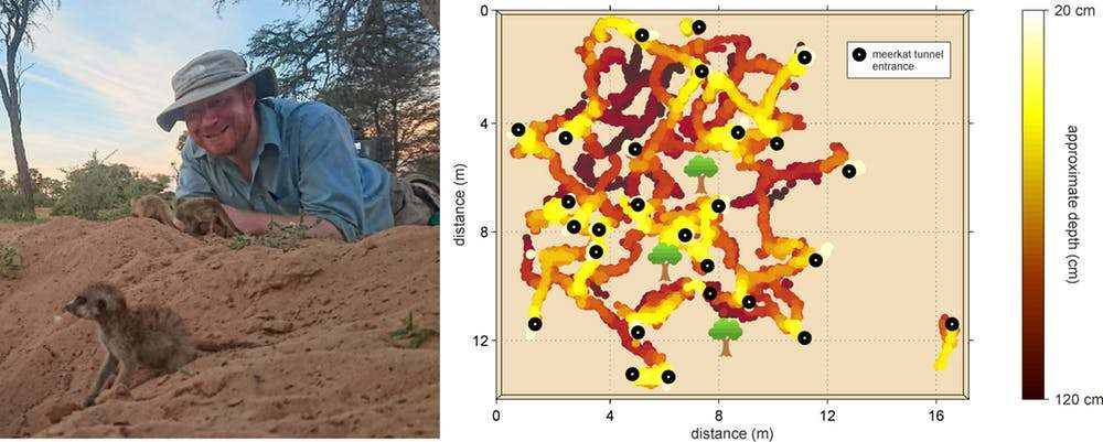 The author in the Kalahari; a radar-derived map of the meerkat burrow network. Isabel Rogers, BBC; author provided, Author provided